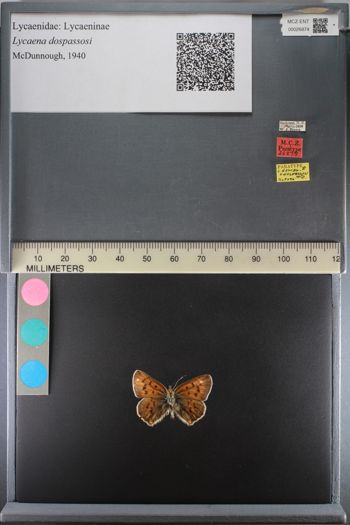 Media type: image;   Entomology 26874